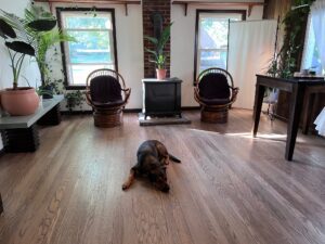 A dog lying on a clean wooden floor of a room